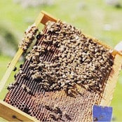 ギリシャのはちみつ　エルサレムセージ