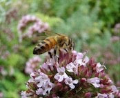 CHRISOMELO ギリシャのはちみつ　タイム