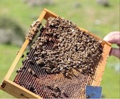 CHRISOMELO ギリシャのはちみつ　タイム