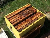 ギリシャのはちみつ　どんぐり [0AK]