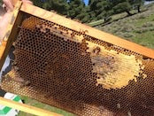 ギリシャのはちみつ　どんぐり [0AK]