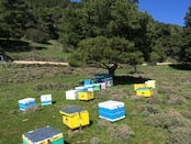 ギリシャのはちみつ　どんぐり [0AK]